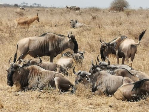 Wildebeest Migration