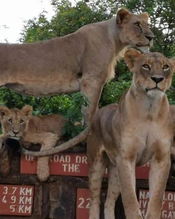 Nairobi National Park Game Drives