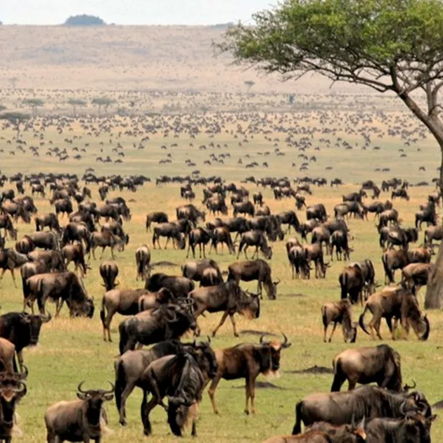 tanzania-serengeti-wildebeest